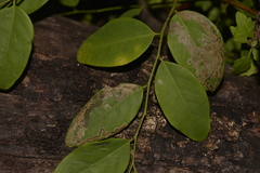 Phyllocnistis diaugella