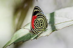 Diaethria clymena