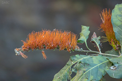 Combretum farinosum