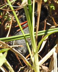 Rallus caerulescens