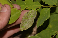 Phyllocnistis diaugella