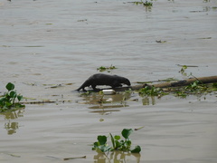 Lontra longicaudis