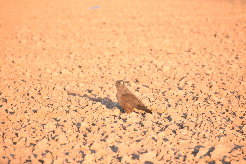 Swainson's Hawk