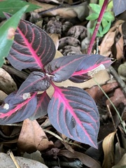 Iresine diffusa herbstii