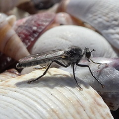 Graptostylus