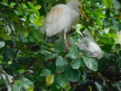 Bubulcus ibis