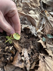 Cardamine douglassii