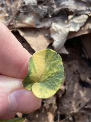 Cardamine douglassii