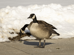 Branta canadensis