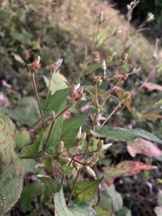 Persicaria thunbergii