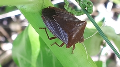 Peromatus