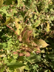 Persicaria thunbergii