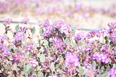 Abronia villosa