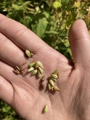 Persicaria thunbergii
