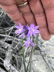 Dipterostemon capitatus pauciflorus