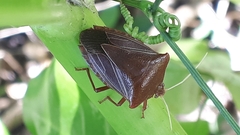 Peromatus