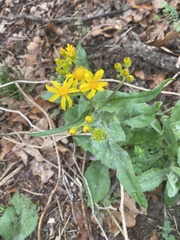 Senecio ampullaceus