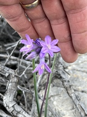 Dipterostemon capitatus pauciflorus