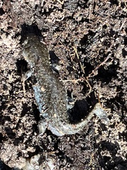 Ambystoma talpoideum