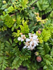 Osteomeles anthyllidifolia