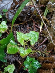 Persicaria biconvexa