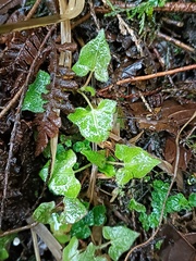 Persicaria biconvexa