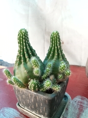 Trichocereeae