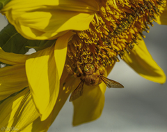 Xylocopa griswoldi