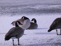 Branta