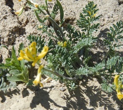 Corydalis aurea