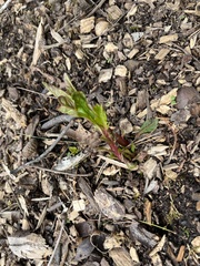 Phytolacca americana