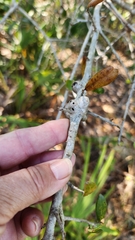 Callirhytis quercusbatatoides