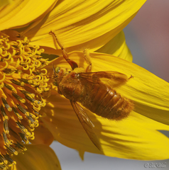 Xylocopa griswoldi