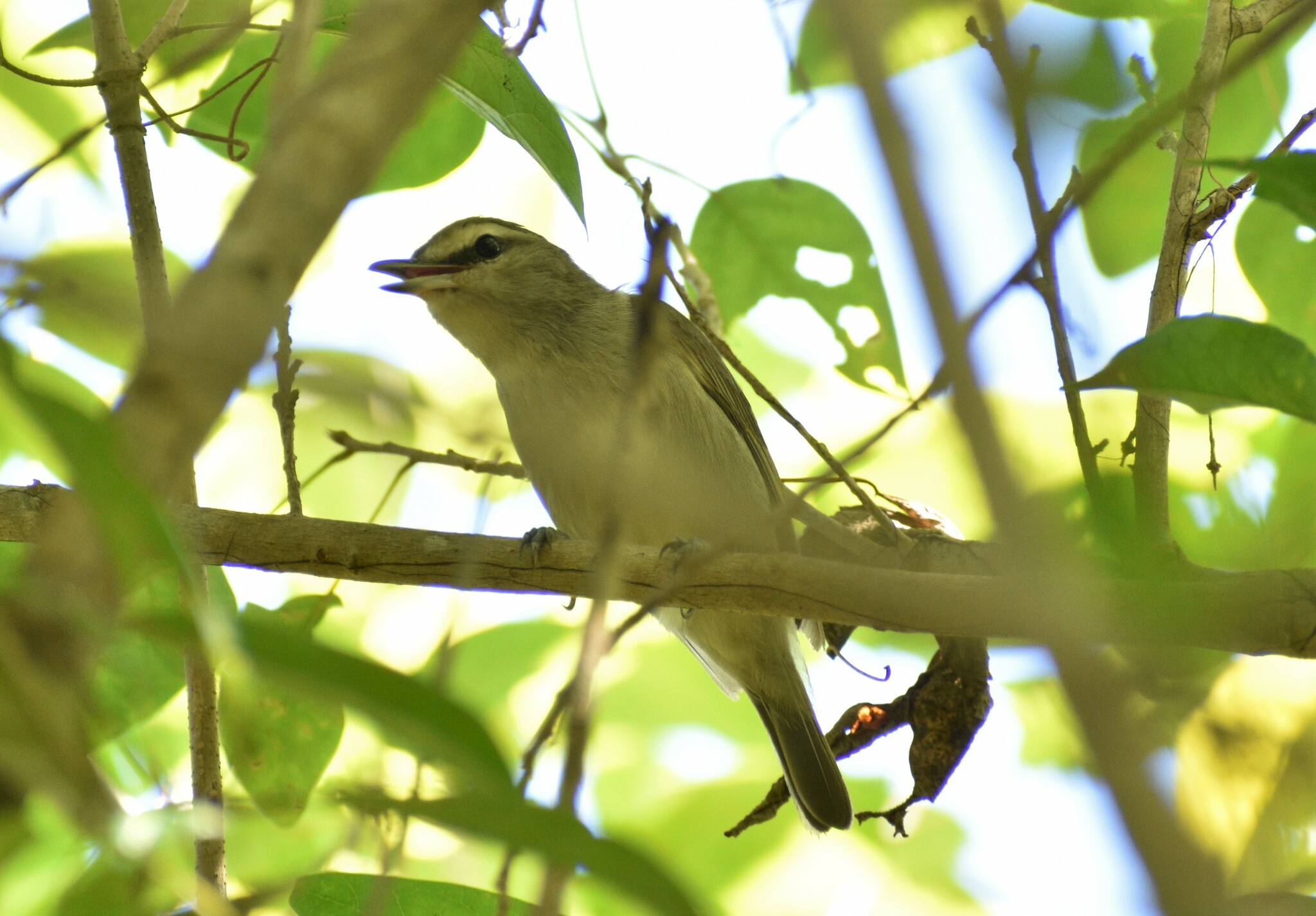 Vireo magister (S.F.Baird, 1871)