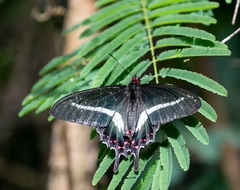 Parides bunichus