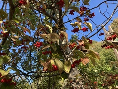 Viburnum wrightii