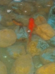 Cyprinus rubrofuscus