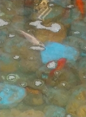 Cyprinus rubrofuscus