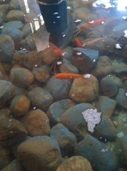 Cyprinus rubrofuscus