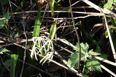 Crinum americanum