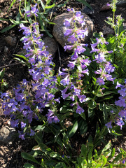 Penstemon virens