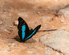 Doxocopa