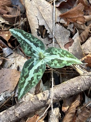 Trillium underwoodii