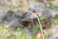 Erynnis juvenalis