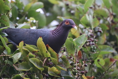 Patagioenas squamosa