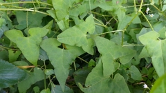 Persicaria senticosa