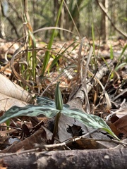 Trillium underwoodii