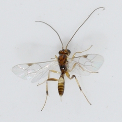 Mesochorinae