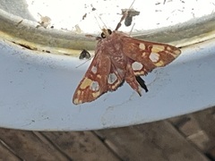 Glyphodes canthusalis