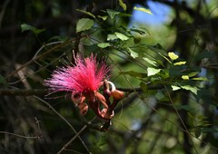 Pseudobombax ellipticum